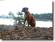 Deutscher Boxer