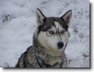 Siberian Husky