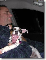 Jack Russell Terrier