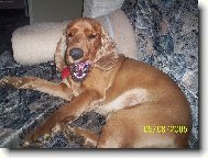 English Cocker Spaniel