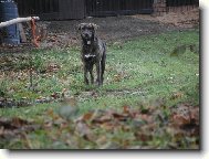 Dutch shepherd dog \\\\\(Dog standard\\\\\)