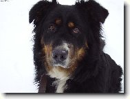 Berner Sennenhund