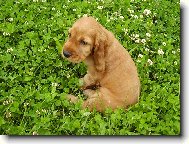 English Cocker Spaniel