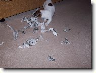 Jack Russell Terrier