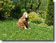 English Cocker Spaniel