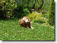 English Cocker Spaniel