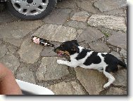 Jack Russell Terrier
