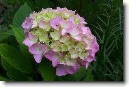 Hydrangea