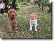 Maltese