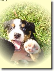 Berner Sennenhund