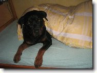 Rottweiler