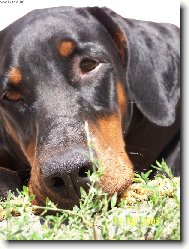 Dobermann, Doberman