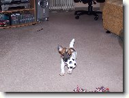 Jack Russell Terrier