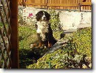Berner Sennenhund