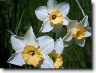 Narcis