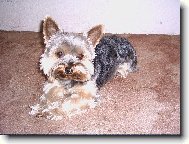 Jorkšírský terier, Yorkshire Terrier,