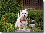 West highland white terrier \\\\\(Dog standard\\\\\)