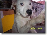 Dogo Argentino