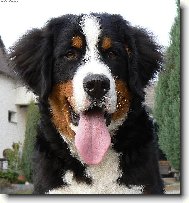 Berner Sennenhund