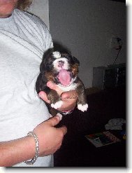 Berner Sennenhund