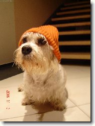 Dandie Dinmont Terrier