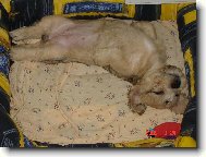 Dandie Dinmont Terrier