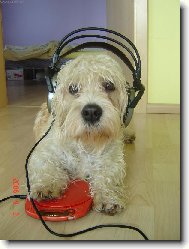 Dandie Dinmont Terrier