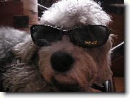 Dandie Dinmont Terrier