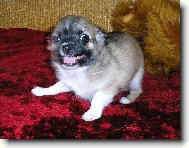 Chihuahua