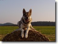 Chechoslovakian wolfdog \\\\\(Dog standard\\\\\)