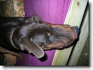 Dobermann, Doberman
