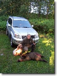 English Cocker Spaniel