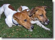 Jack Russell Terrier