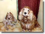 English Cocker Spaniel