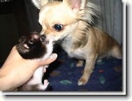 Chihuahua