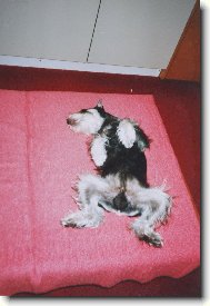 Zwergschnauzer, Miniature Schnauzer