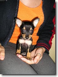 PRAGUE RATTER