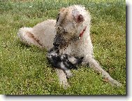 Zwergschnauzer, Miniature Schnauzer