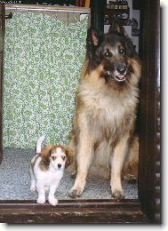 Chien de Berger Belge - Tervueren