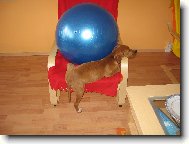 English Pointer