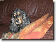 American Cocker Spaniel