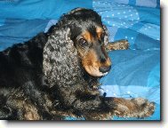 American Cocker Spaniel