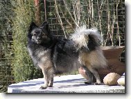 German spitz medium size \(Dog standard\)