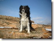 Border Collie