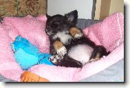 Chihuahua