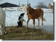 Border Collie