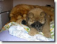Chow Chow