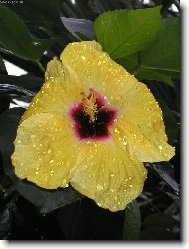 Hibiscus rosa-sinensis