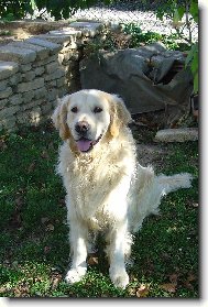 Golden Retriever