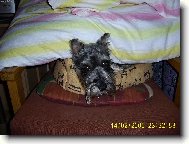 Zwergschnauzer, Miniature Schnauzer